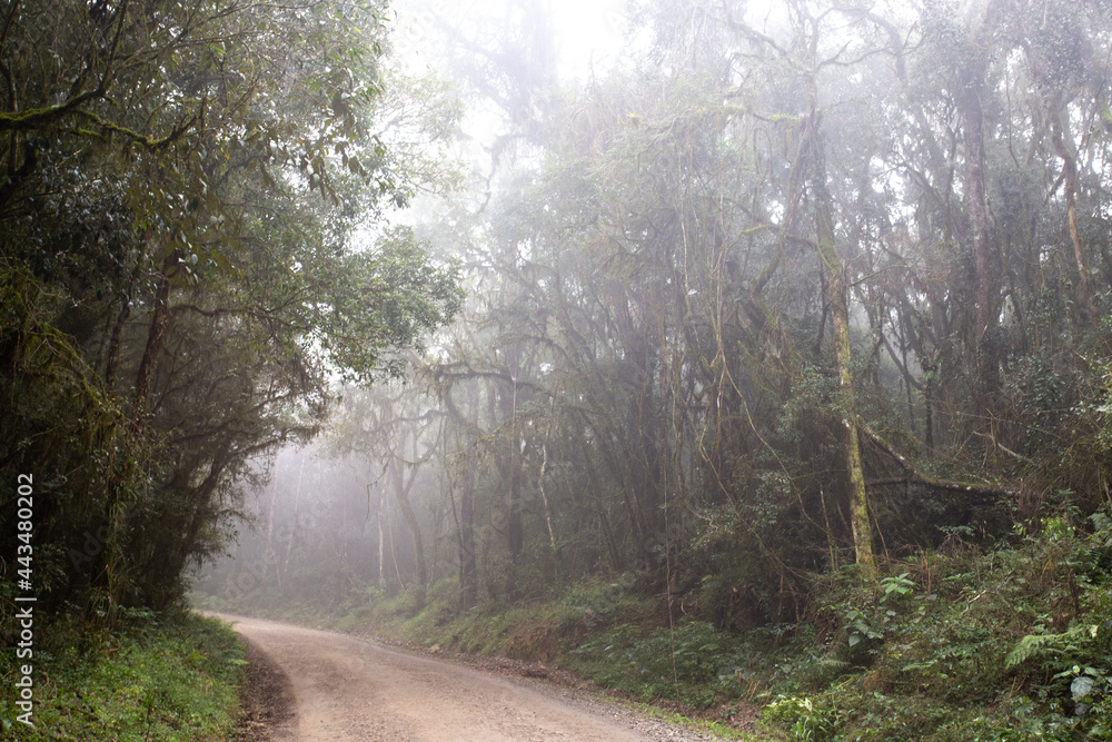 Landscape with a dirt road through the rainforest of rainforest and cold with a lot of fog between the trees, Paraná pine, Prudentópolis