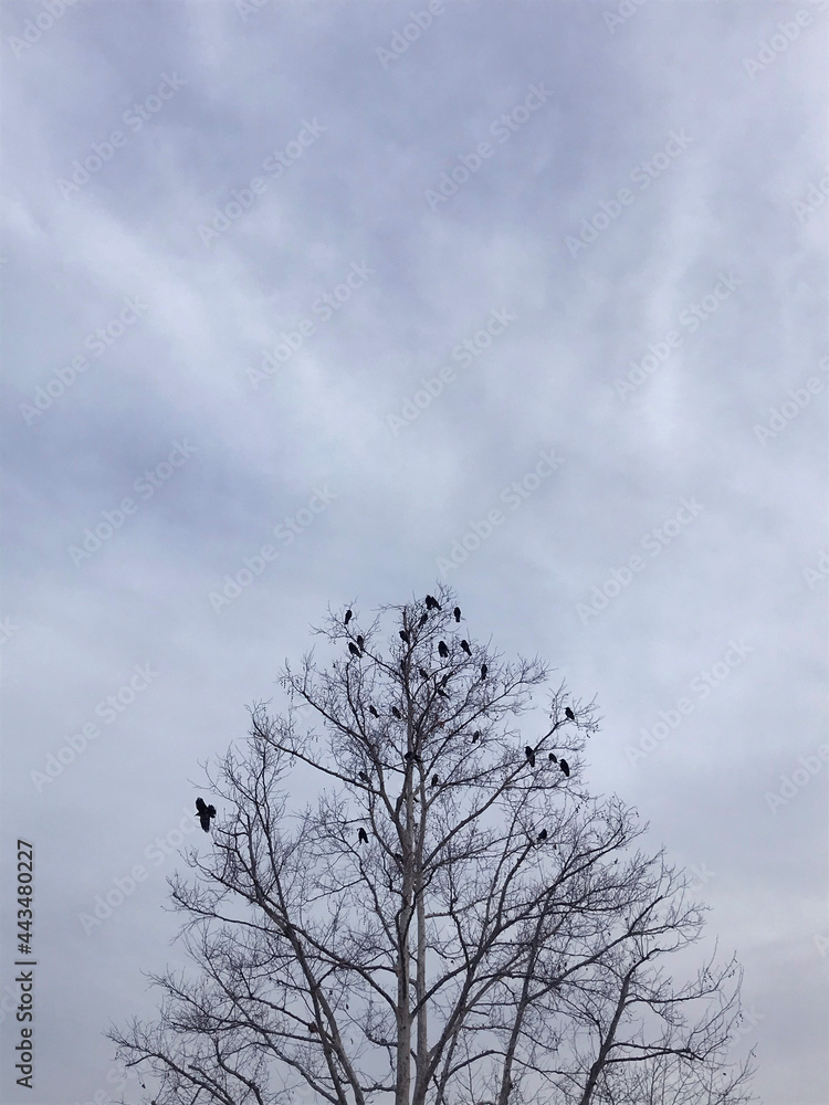 Birds Resting on a Tree Silhouette Vertical Photo

