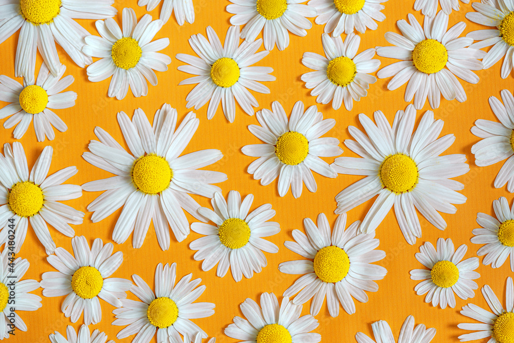 Chamomile, daisy  pattern. Floral seamless texture. Floral  wallpaper . Summer flowers.Yellow background.Top view.Flat lay.Greeting card.
