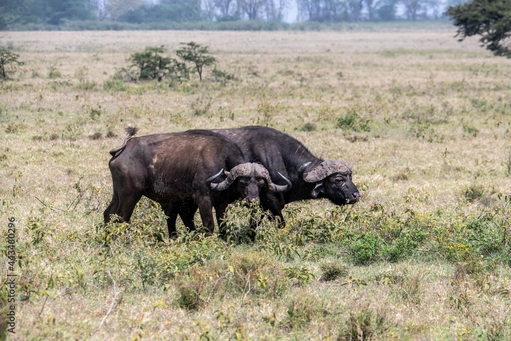 brown large buffaloes rest by the water and graze in the meadow 