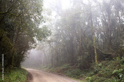 Landscape with a dirt road through the rainforest of rainforest and cold with a lot of fog between the trees, Paraná pine, Prudentópolis © Adilson
