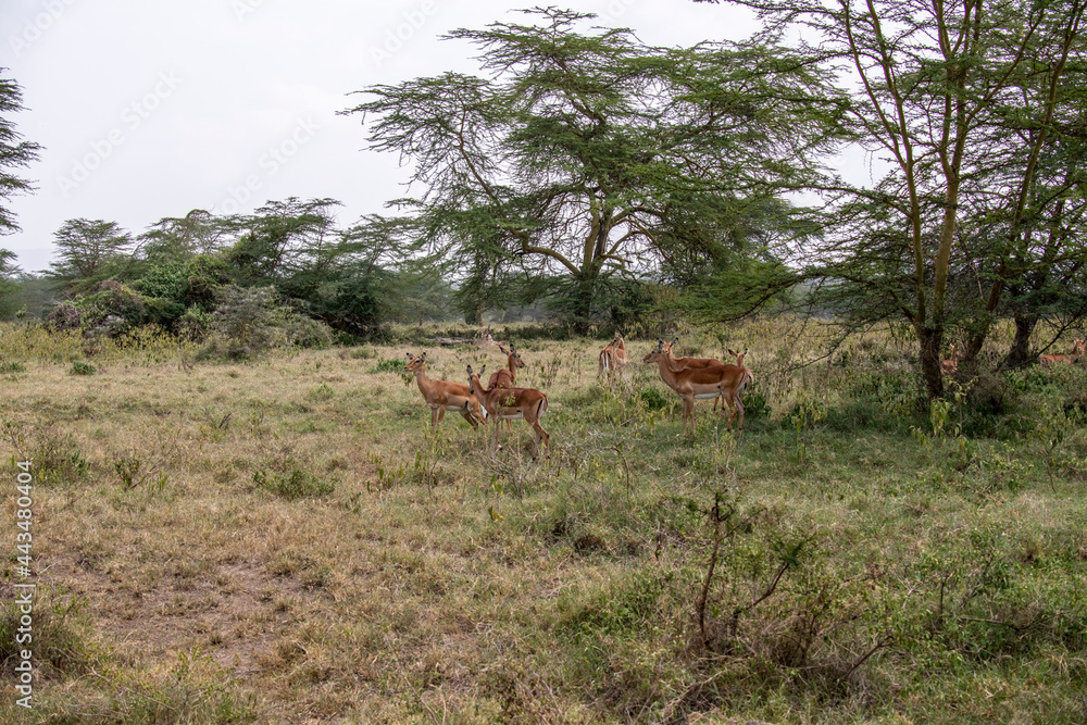 antelopes eat grass and have fun in a green meadow antelopes eat grass and have fun in a green meadow