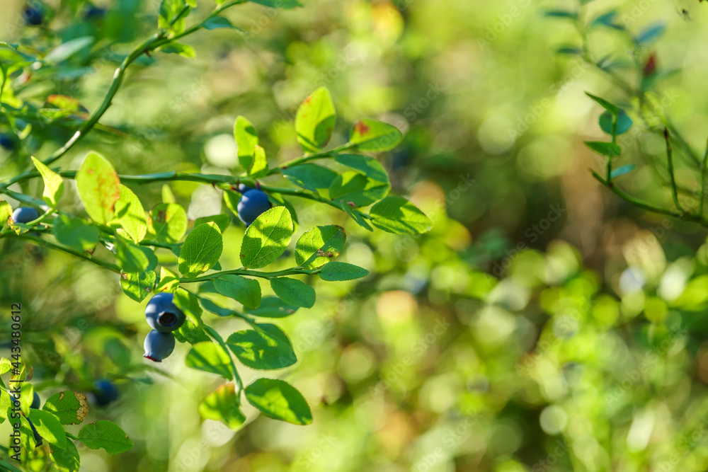background with blueberries in the forest background with blueberries in the forest