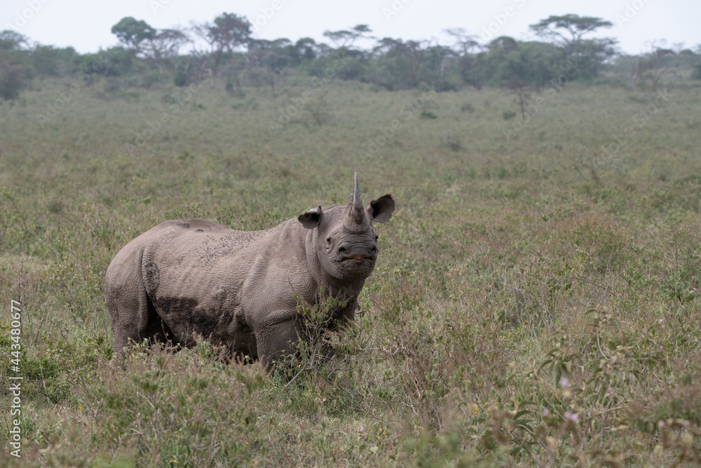black rhinoceros on a green meadow looks into the distance warily black rhinoceros on a green meadow looks into the distance warily