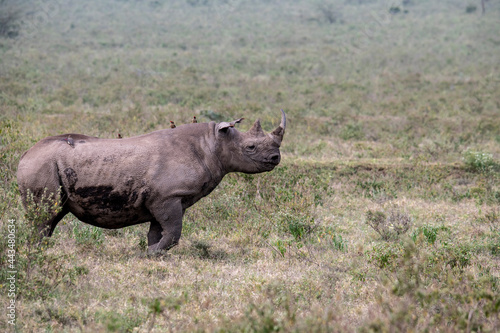 black rhinoceros on a green meadow looks into the distance warily 