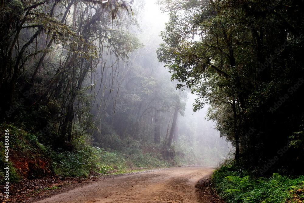 Obraz premium Landscape with a dirt road through the rainforest of rainforest and cold with a lot of fog between the trees. Araucaria angustifolia, Paraná pine, Prudentópolis
