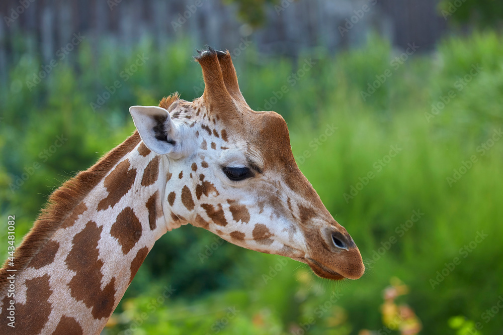 Beautiful close up of a curious giraffe in the zoo.
