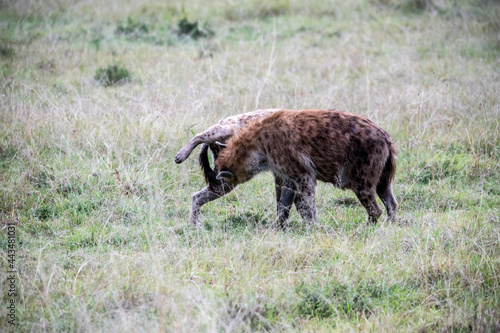 red hyenas prepare for an evening hunt in the bush 