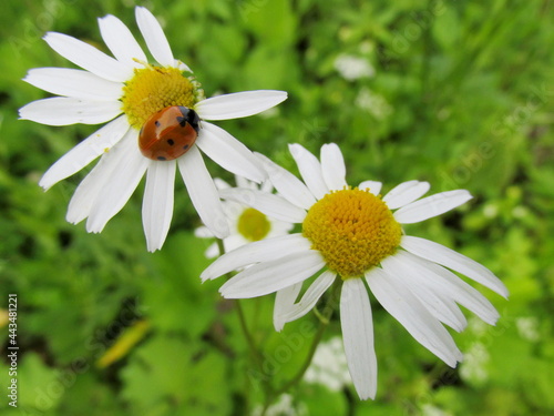 chamomile and ladybug close-up on a green background