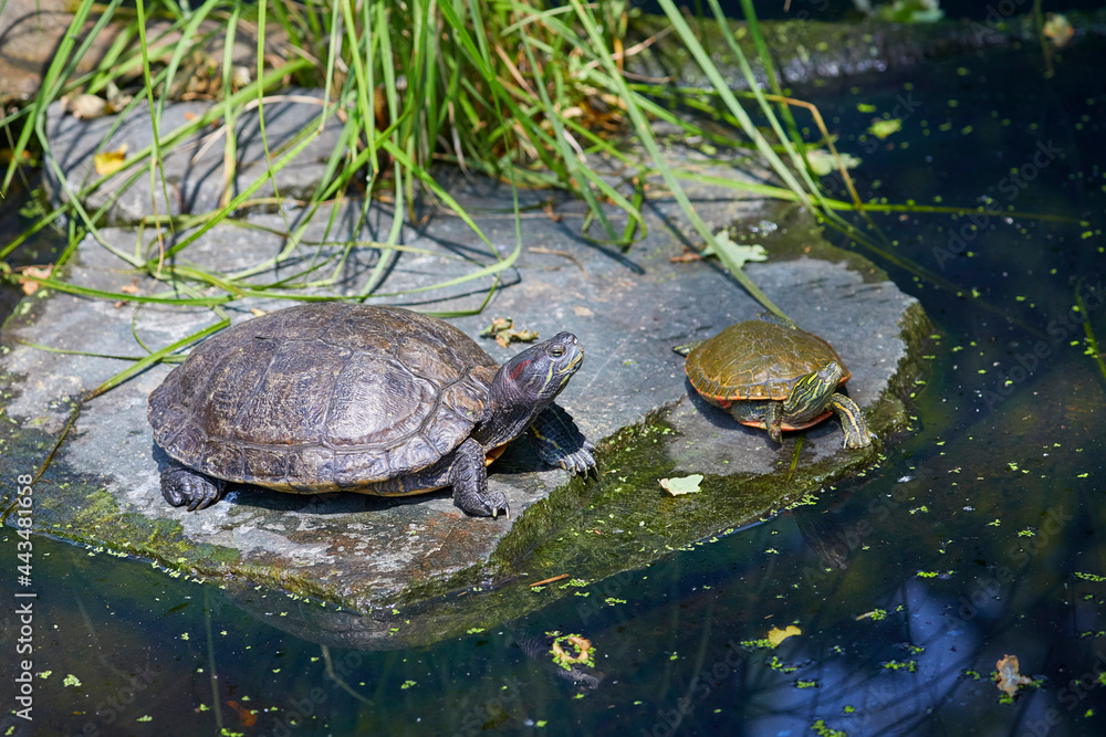 Beautiful false map turtle in the sun. Beautiful false map turtle in the sun.