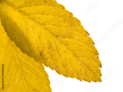 Yellow dog rose leaves, close-up