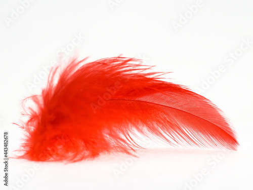 Red feather on a white background