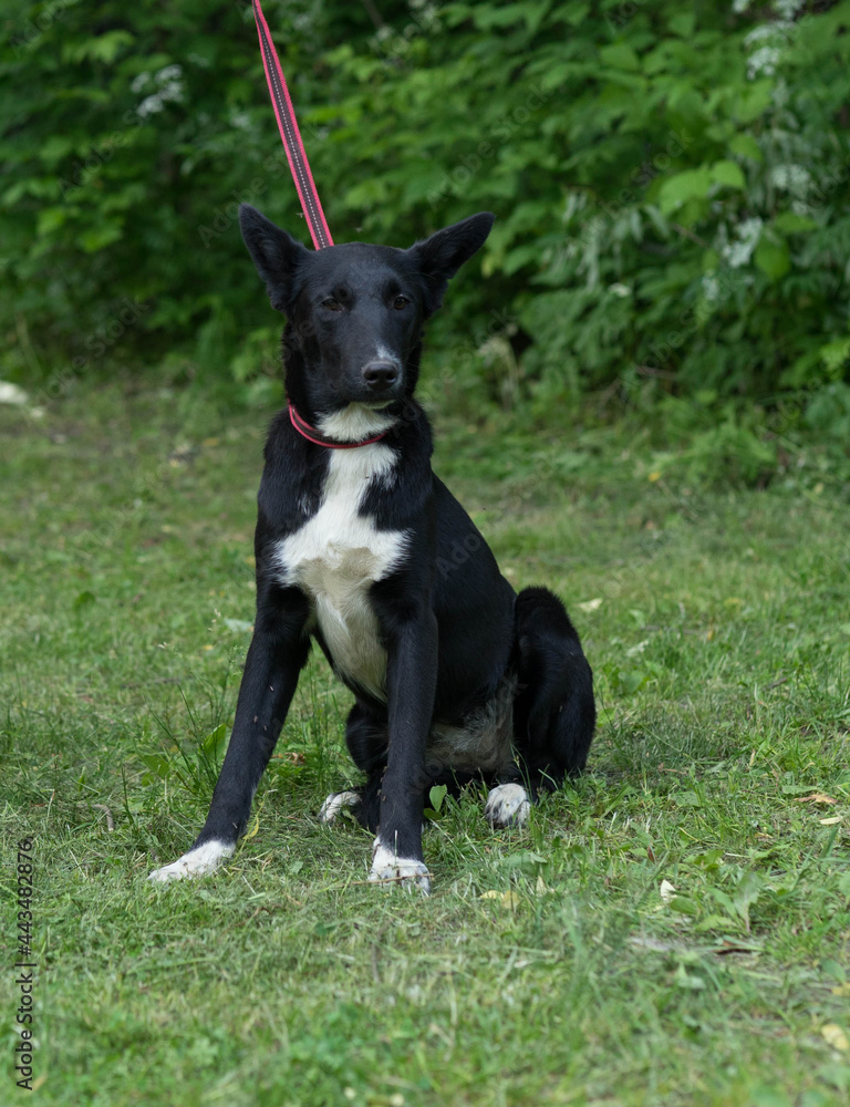 black and white dog on a leash in summer