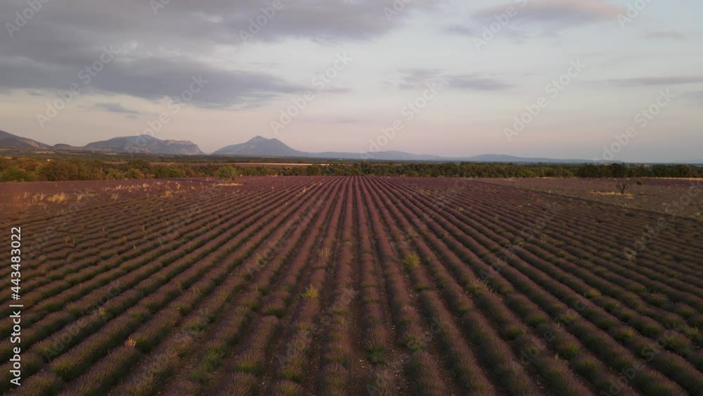 champs de lavande et deux arbres au coucher du soleil - Provence France