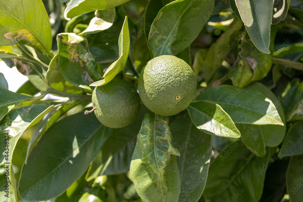 Green unripe orange on tree branches in Cyprus garden Green unripe orange on tree branches in Cyprus garden