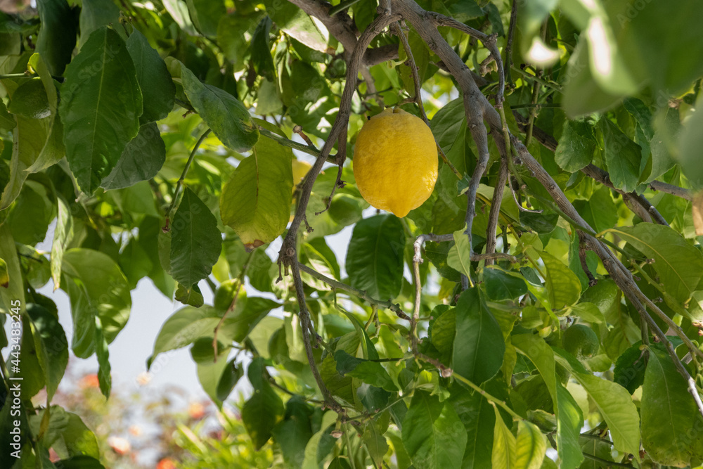 Yellow ripe lemon on lemon tree branches in Cyprus garden