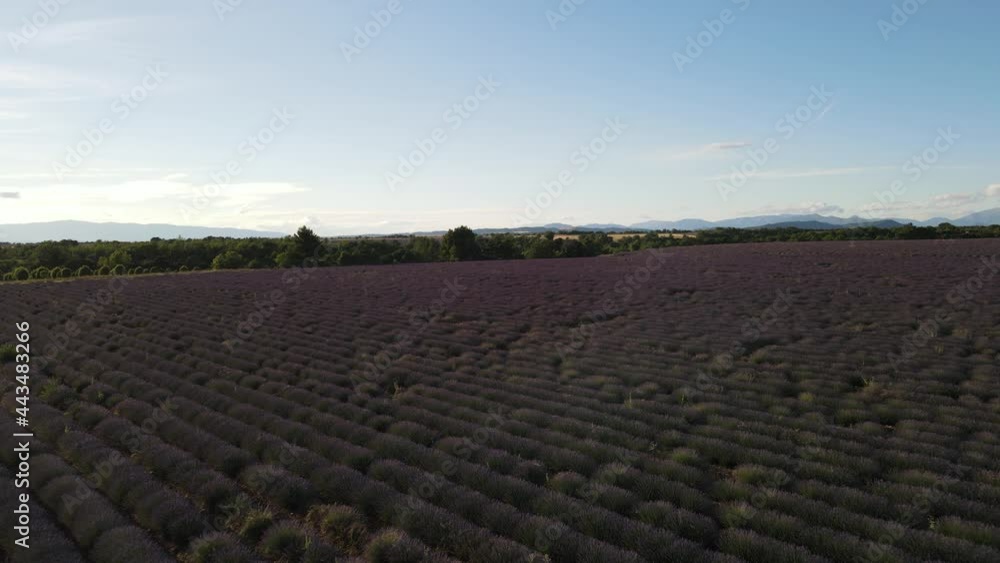 champs de lavande pittoresque - Provence champs de lavande pittoresque - Provence