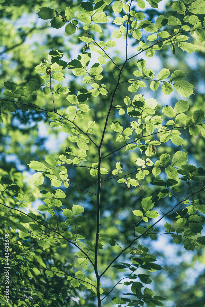Fototapeta premium green leaves in the forest