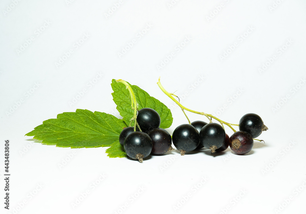 black currant isolated on white background black currant isolated on white background