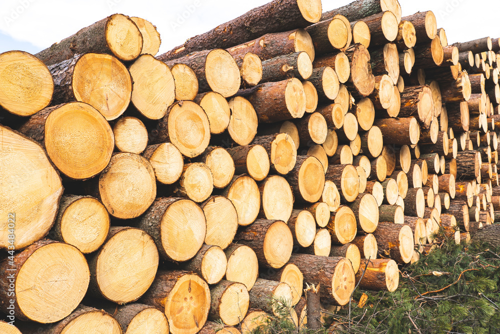 deforestation for roads, wood harvesting, wood as a renewable biological resource, deforestation area for highways deforestation for roads, wood harvesting, wood as a renewable biological resource, deforestation area for highways