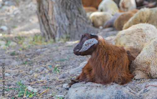 Young sheep lying and looking at the camera