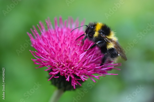 Fotografie, Obraz A busy bumble bee foraging on the single standing flower basket of an alpine thistle growing wild