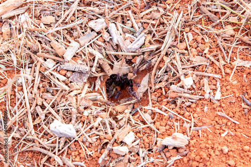 Sauba ants entering the nest hole of the anthill on the earth floor. Saúva photo