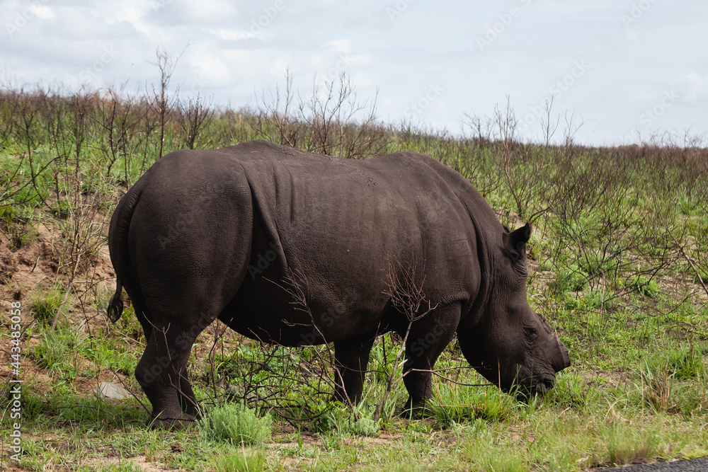 African adult female darl brown rhino whithout horn in South Africa. African adult female darl brown rhino whithout horn in South Africa.
