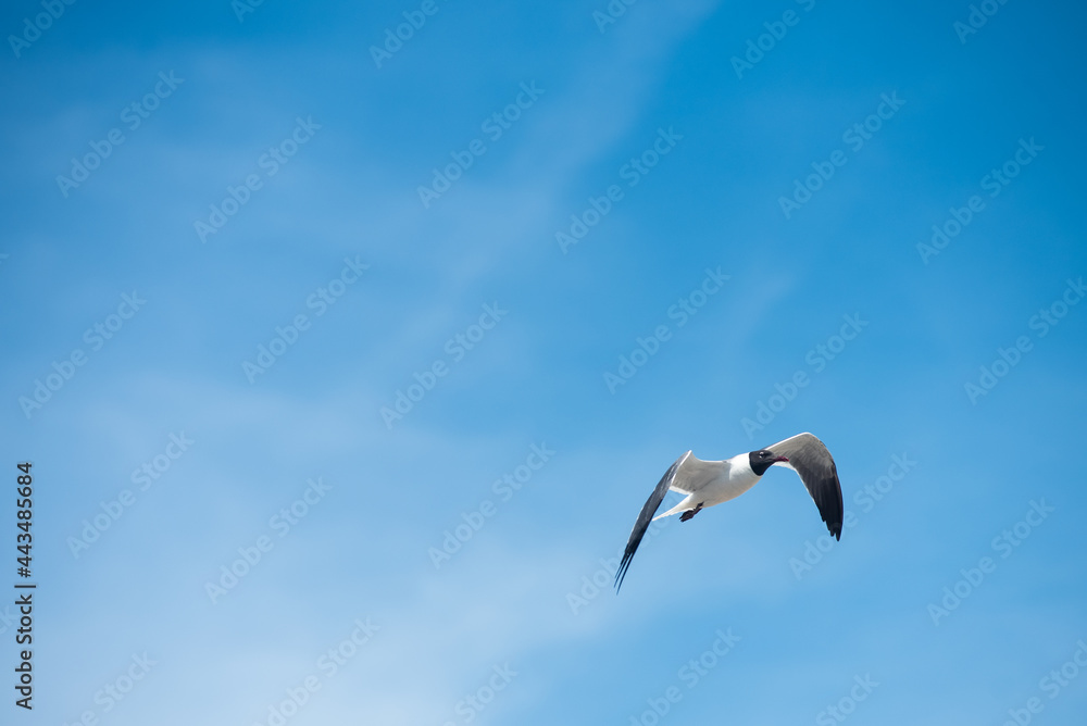 A black-headed gull flies through the air along shore in New Jersey. A black-headed gull flies through the air along shore in New Jersey.