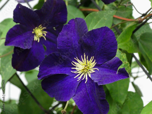 closeup purple clematis in the garden horizonta shot photo