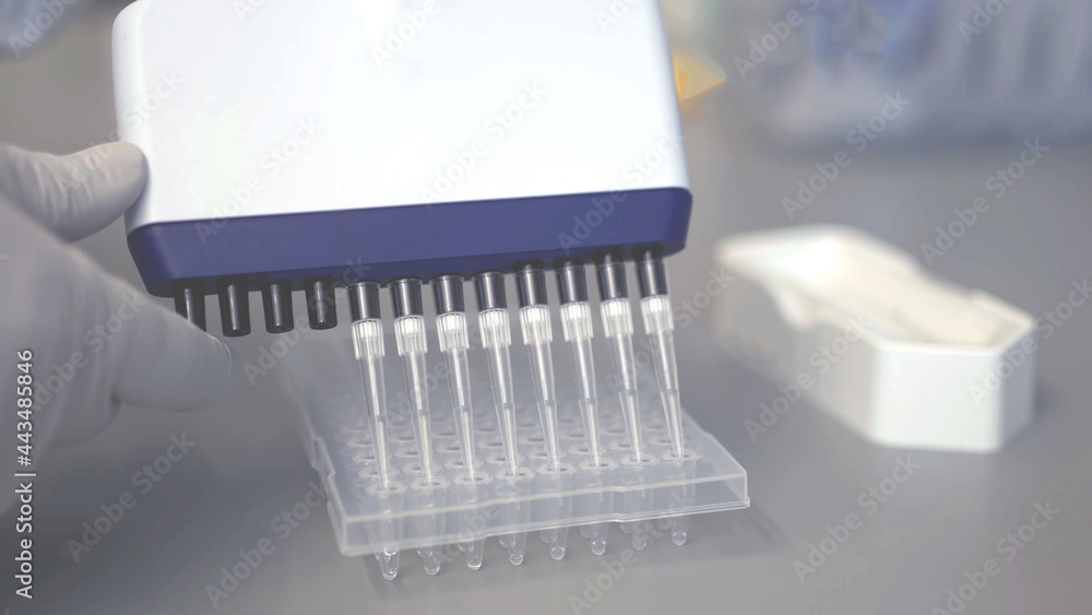 12 channel standard PCR Multichannel pipette with 8 channels pipettes depositing samples into a 96 well microplate or ninety six microtiter plate close up laboratory tests concepts background. 12 channel standard PCR Multichannel pipette with 8 channels pipettes depositing samples into a 96 well microplate or ninety six microtiter plate close up laboratory tests concepts background.