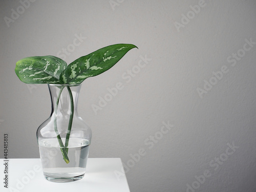 Two leaves of dumb cane plant in glass vase on white desk. Copy space.
