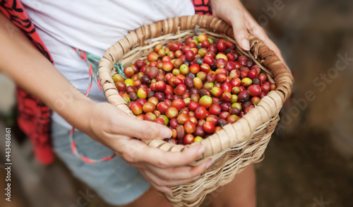 Basket with red ripe coffee beans in a hads of coffee picker at coffee plantation in Colombia. Green tourism and eco plantation. Wicker basket with coffee beans. photo