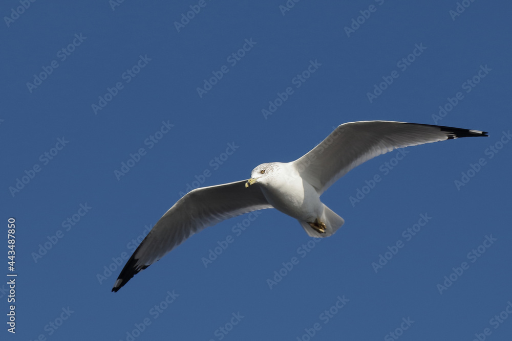 Ringschnabelmöwe / Ring-billed gull / Larus delawarensis. Ringschnabelmöwe / Ring-billed gull / Larus delawarensis.