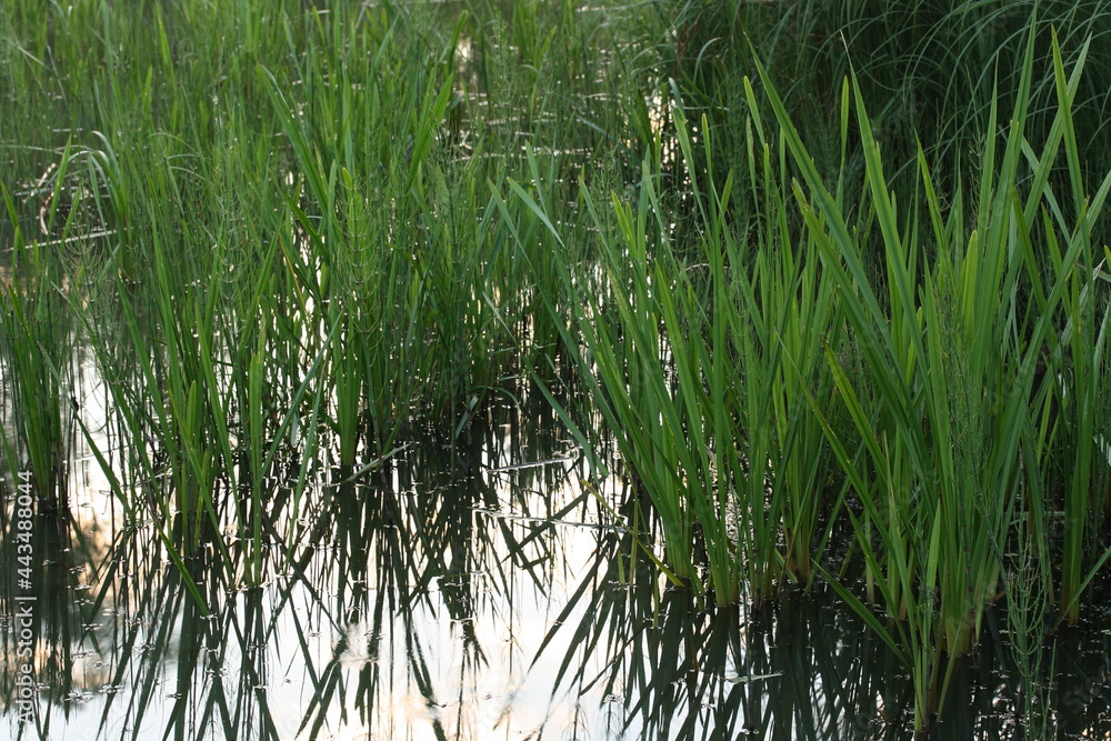 Obraz premium Green grass and its reflection in bolt water