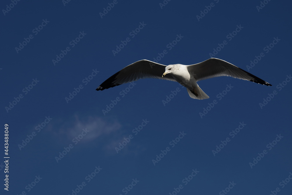 Ringschnabelmöwe / Ring-billed gull / Larus delawarensis. Ringschnabelmöwe / Ring-billed gull / Larus delawarensis.