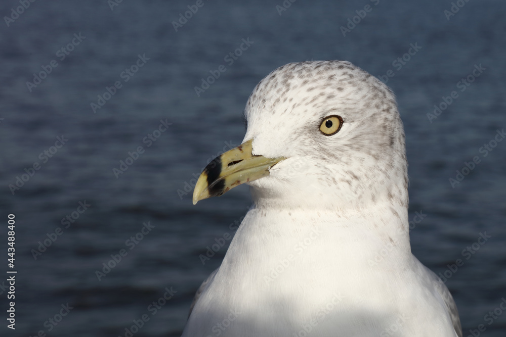 Ringschnabelmöwe / Ring-billed gull / Larus delawarensis Ringschnabelmöwe / Ring-billed gull / Larus delawarensis