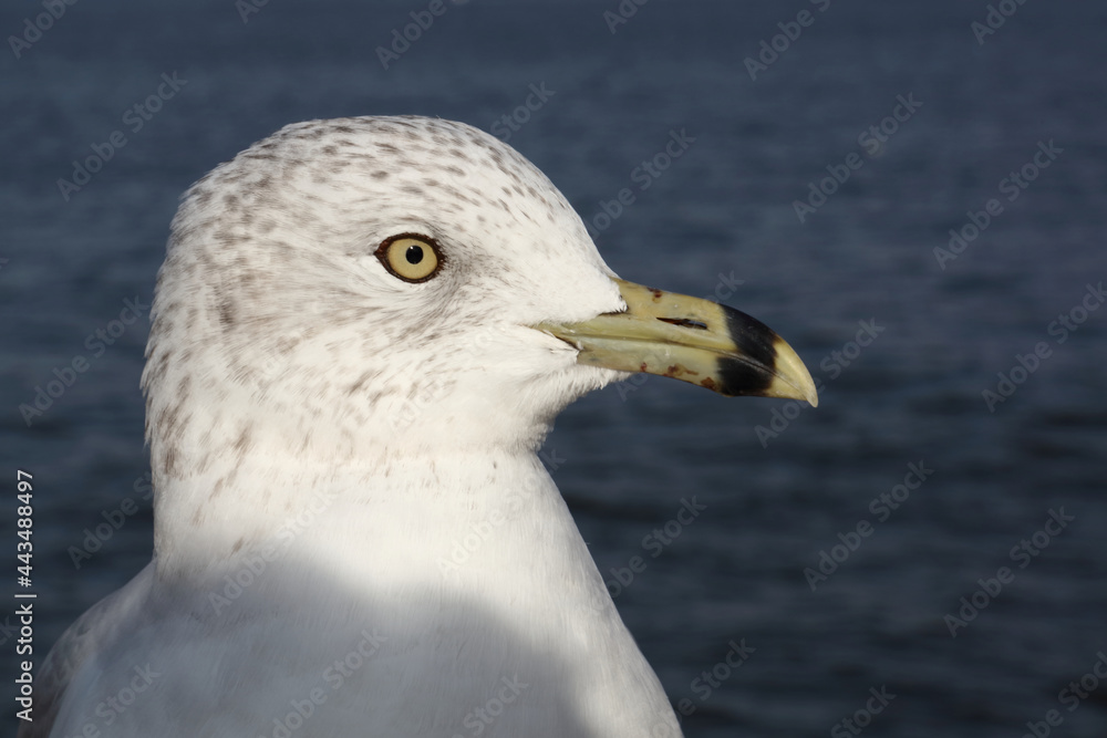 Ringschnabelmöwe / Ring-billed gull / Larus delawarensis Ringschnabelmöwe / Ring-billed gull / Larus delawarensis
