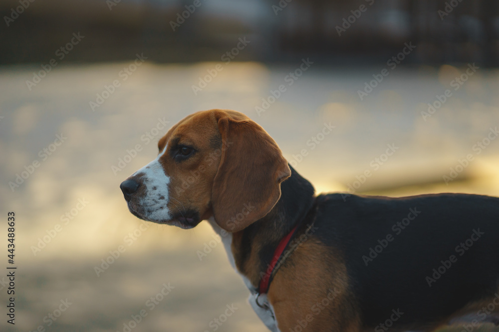 Portrait handsome and beautiful thoroughbred beagle dog. 