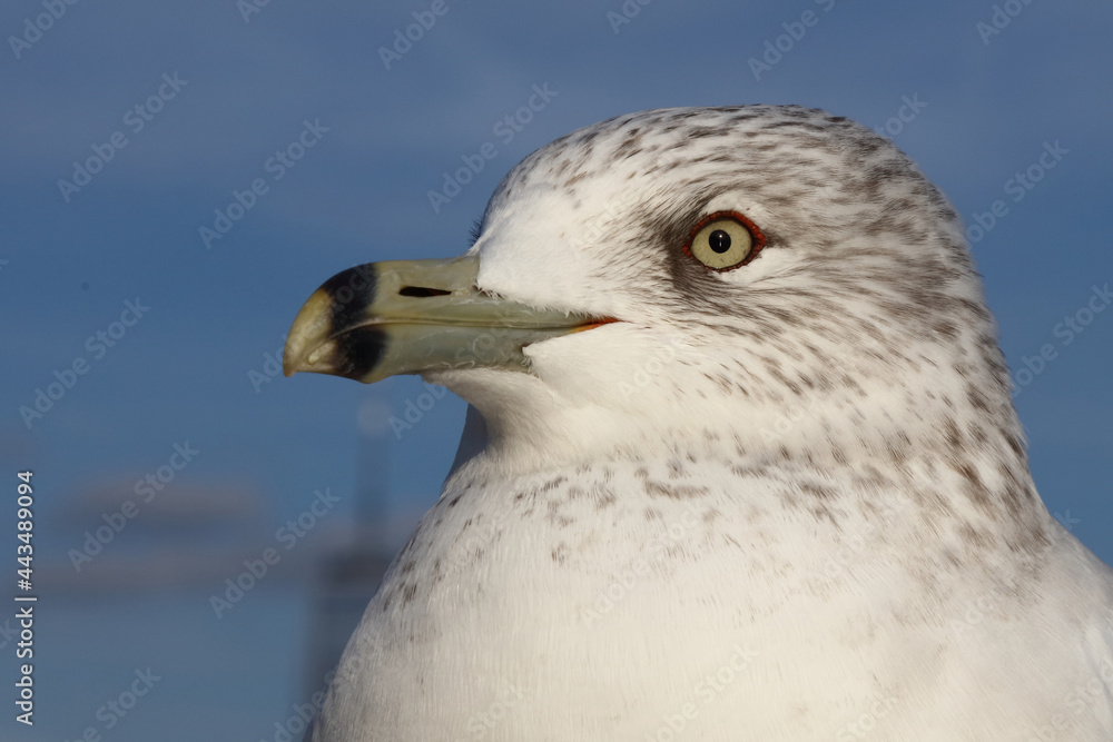 Ringschnabelmöwe / Ring-billed gull / Larus delawarensis Ringschnabelmöwe / Ring-billed gull / Larus delawarensis