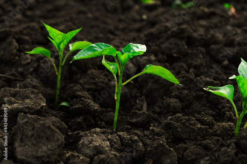 Young sprouts of pepper seedlings stick out of the ground