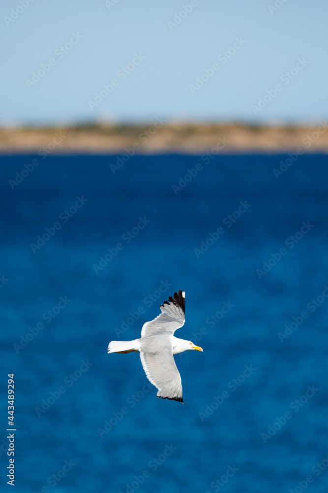 Obraz premium Stunning view of a seagull flying over a beautiful, blurred, blue sea during a sunny day. Sardinia, Italy