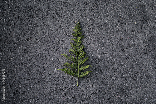 Leaf on asphalt