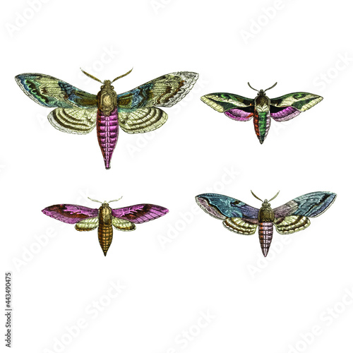 Set of sphinx moths, sphingidae, butterflies. Collection of vectorized antique scientific illustrations in high definition. photo