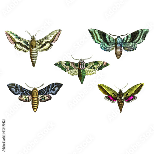 Seth of sphinx moths, sphingidae, set of  antique scientific vector illustrations.  photo