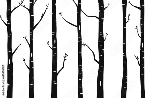 Birch or aspen tree forest design. Seamless vector background with birch forest. Interior wall decoration.