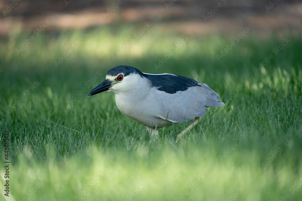 Black Crowned Night Heron