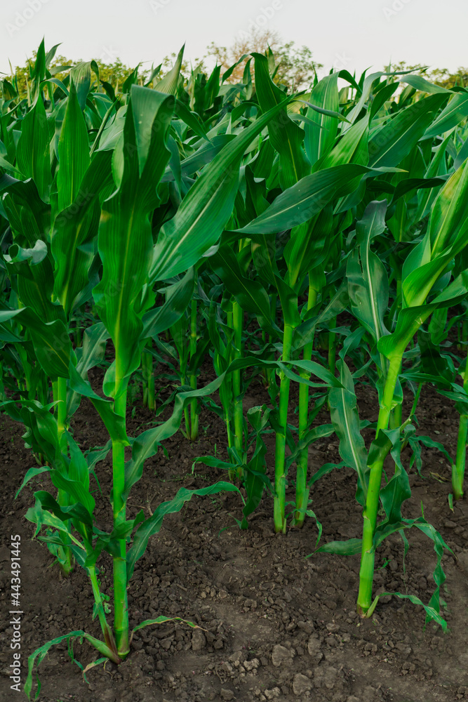 Obraz premium Young shoots of corn planted in a row in a vegetable garden