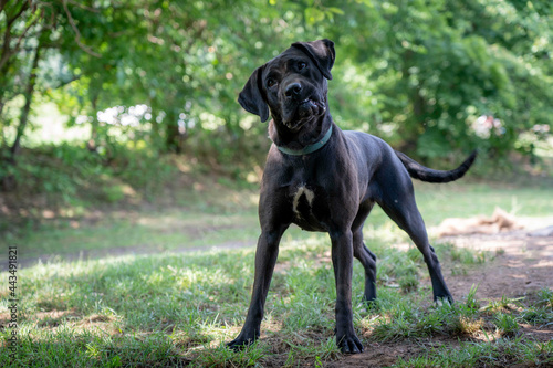 Inquisitive Black Lab