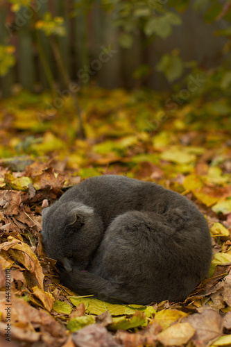 fluffy beautiful gray cat sleeps in autumn leaves